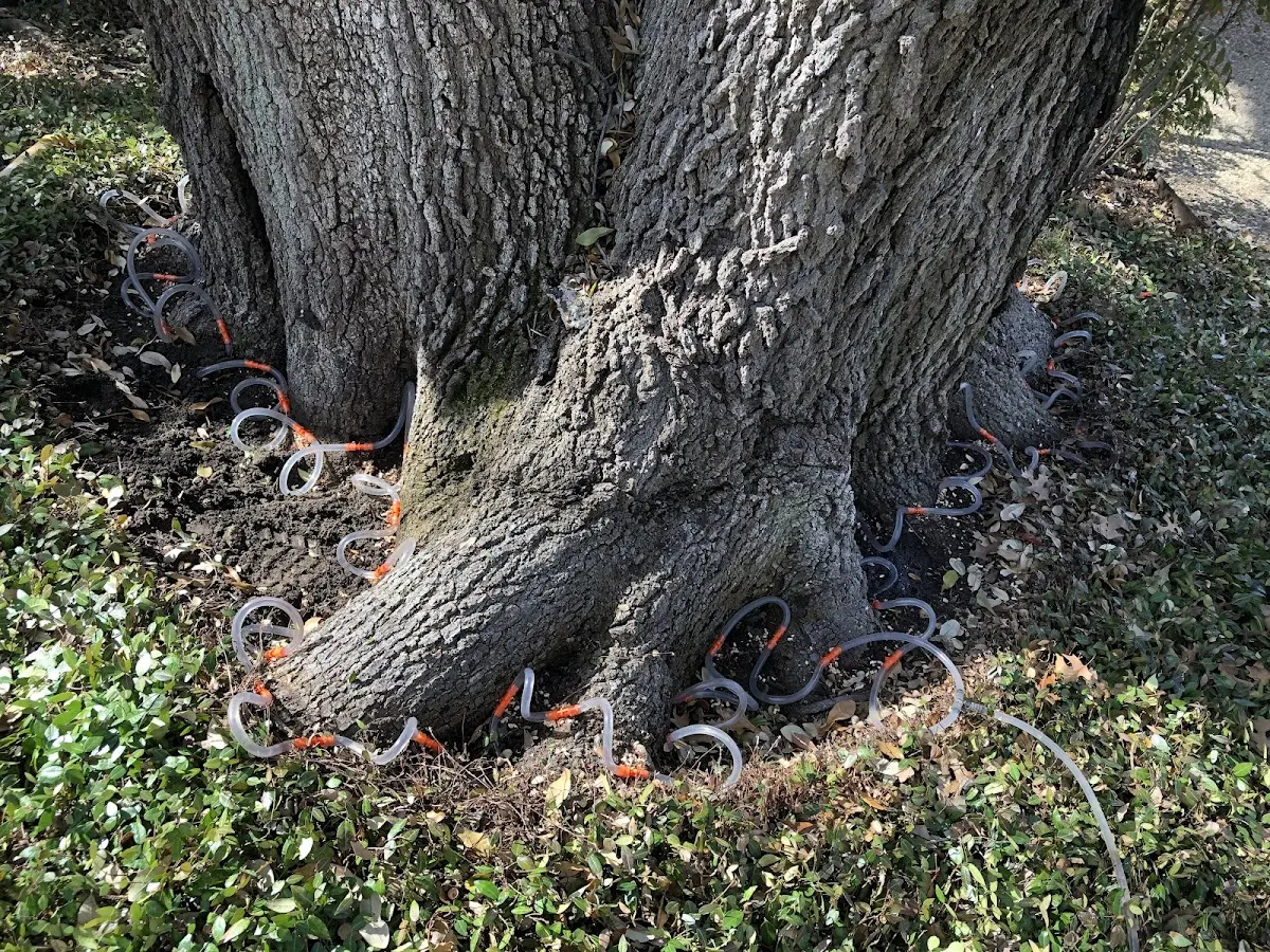 Detailed Tree Cabling and Bracing job site in West Concord
