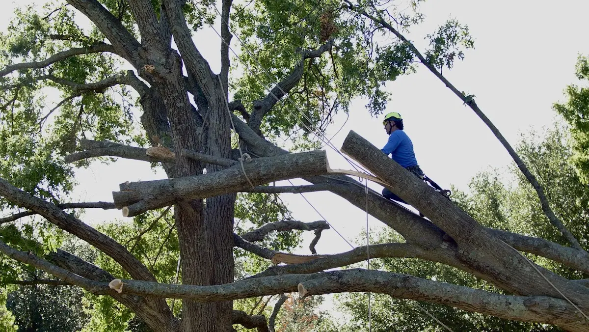 Professional Crown Thinning performed by certified arborists in West Concord